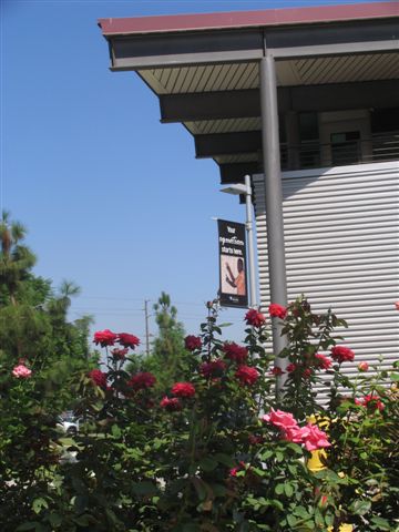 roses near adss buildings